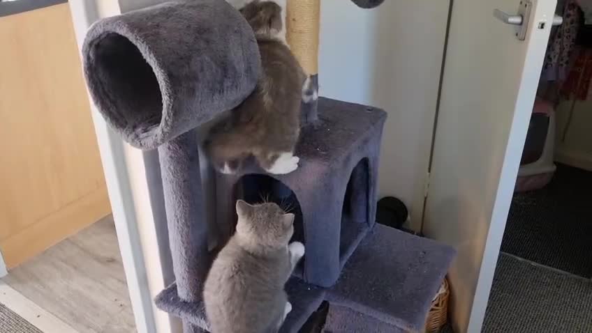 British Shorthair cats for sale: 4 PEDIGREE kittens READY TO GO! 2 LEFT - Video 1