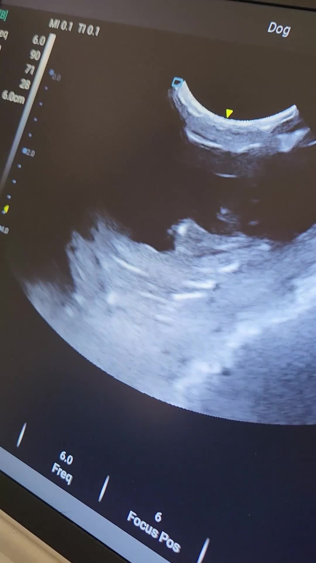 Basset Griffon Vendeen dogs for sale: Griffon grand bassets  - Video 1