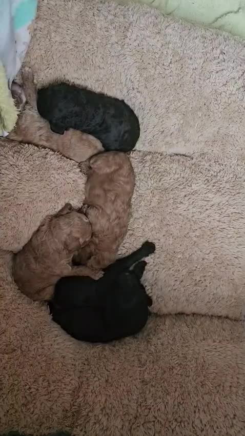 Cockapoo dogs for sale: Cockerpoo Puppies for sale - F1B - Video 1