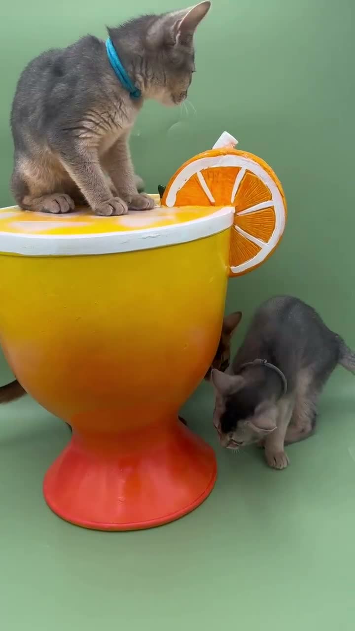 Abyssinian cats for sale: Three Abyssinian sisters looking for a new home - Video 1
