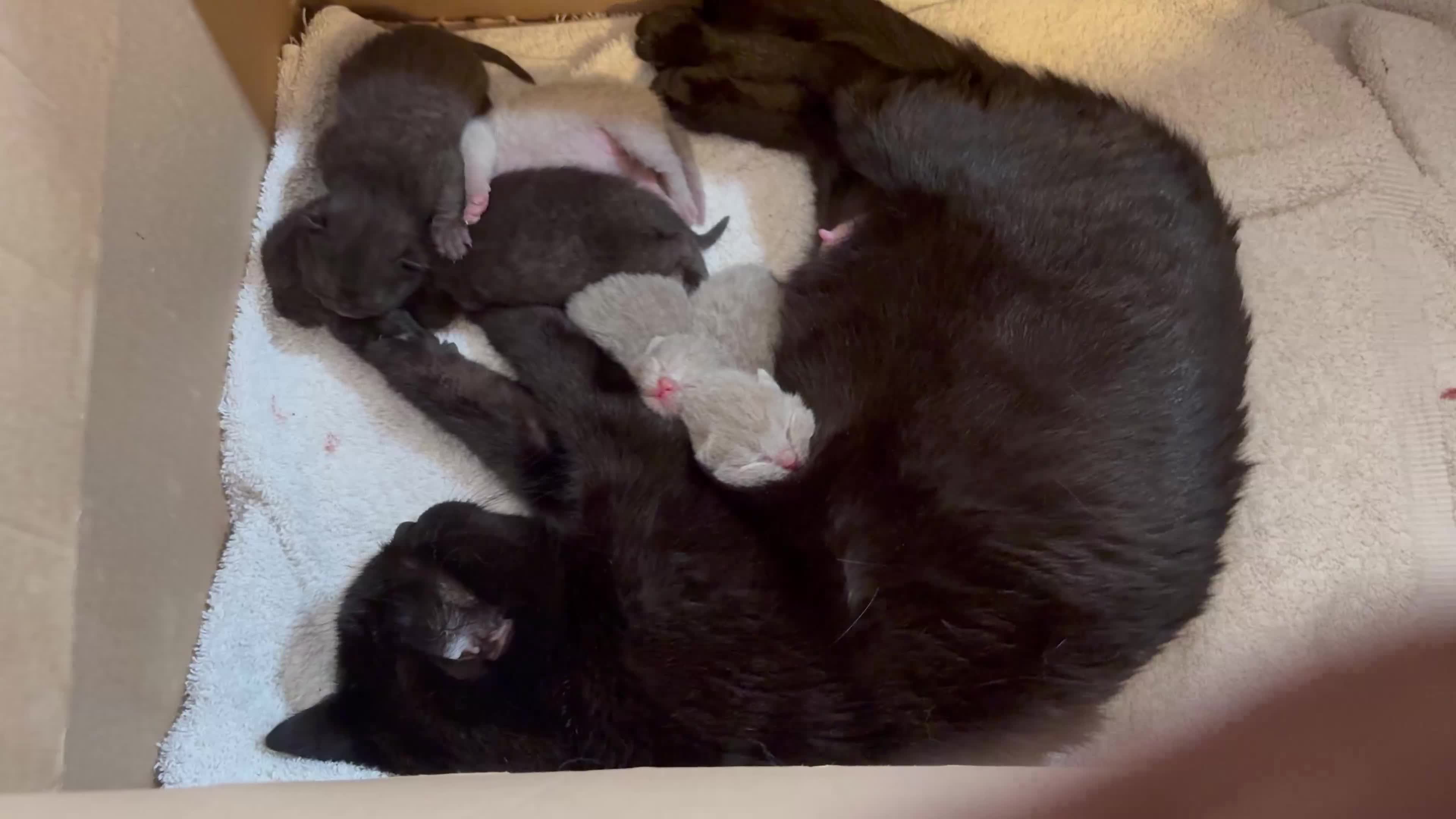 British Shorthair cats for sale: Five beautiful BSH  babies available mid Septemebr - Video 1