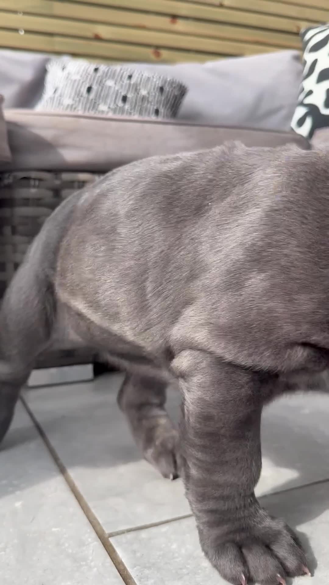 Neapolitan Mastiff dogs for sale: 2 puppies Neapolitan mastiff  - Video 1
