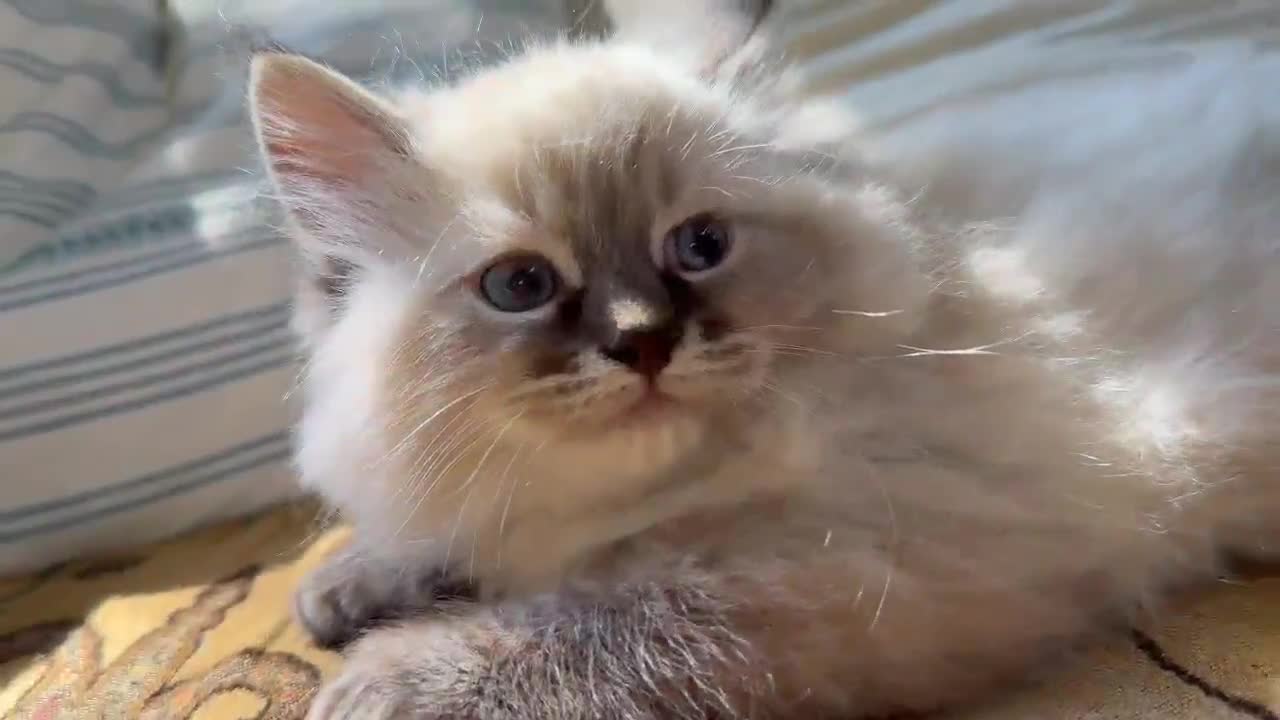 Siberian cats for sale: Beautiful Blue-Eyed Siberian Kittens – Boy & Girl - Video 1