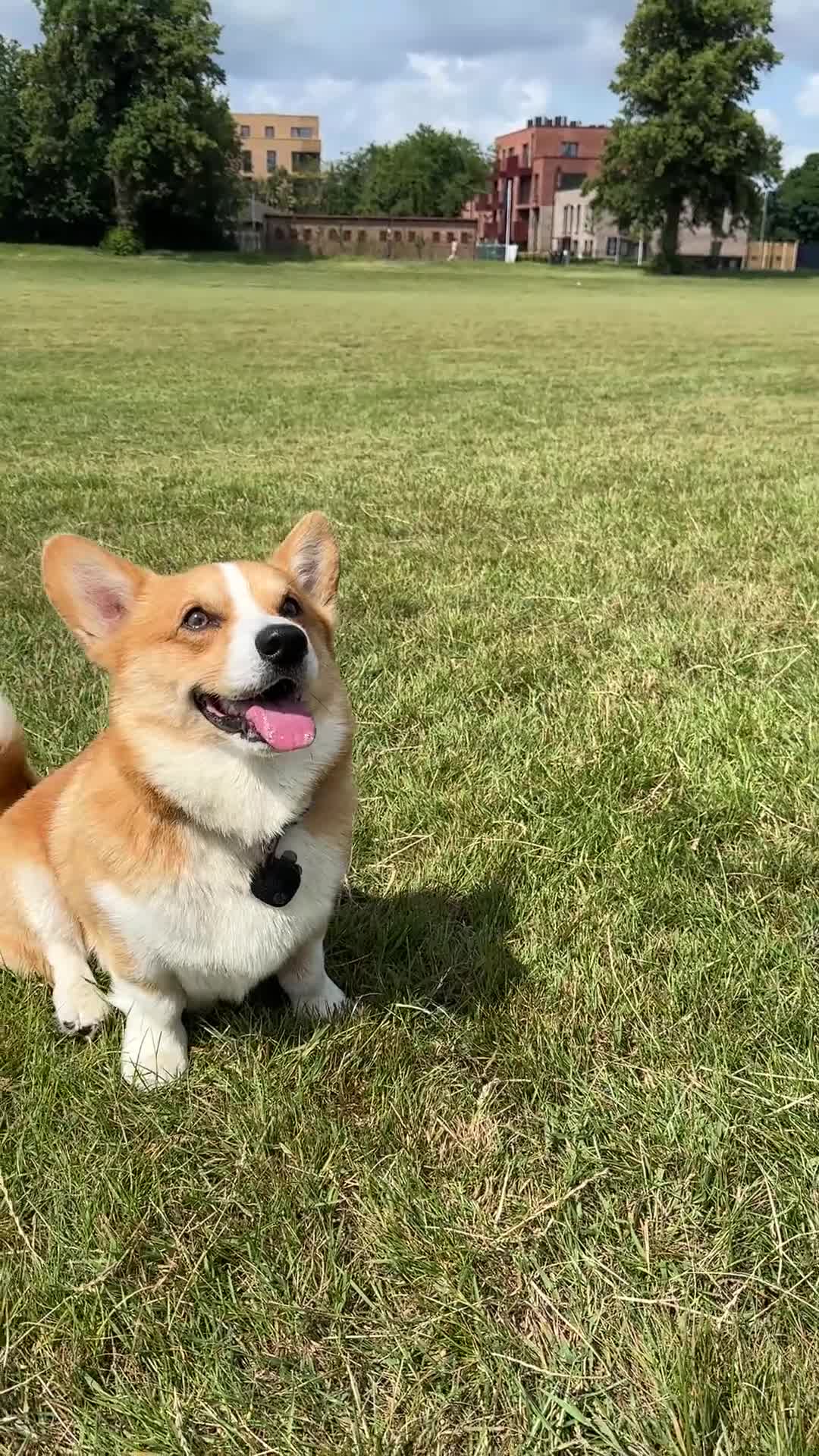 Welsh Corgi Pembroke dogs for stud: KC reg Welsh Pembroke Corgi for stud - Video 1