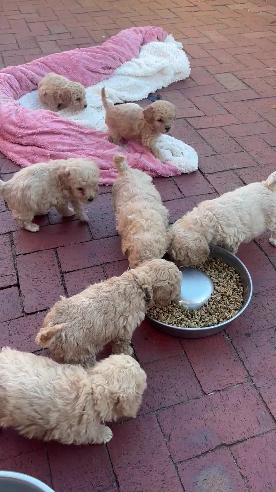 Poochon dogs for sale: Stunning health tested Poochon puppies - Video 2