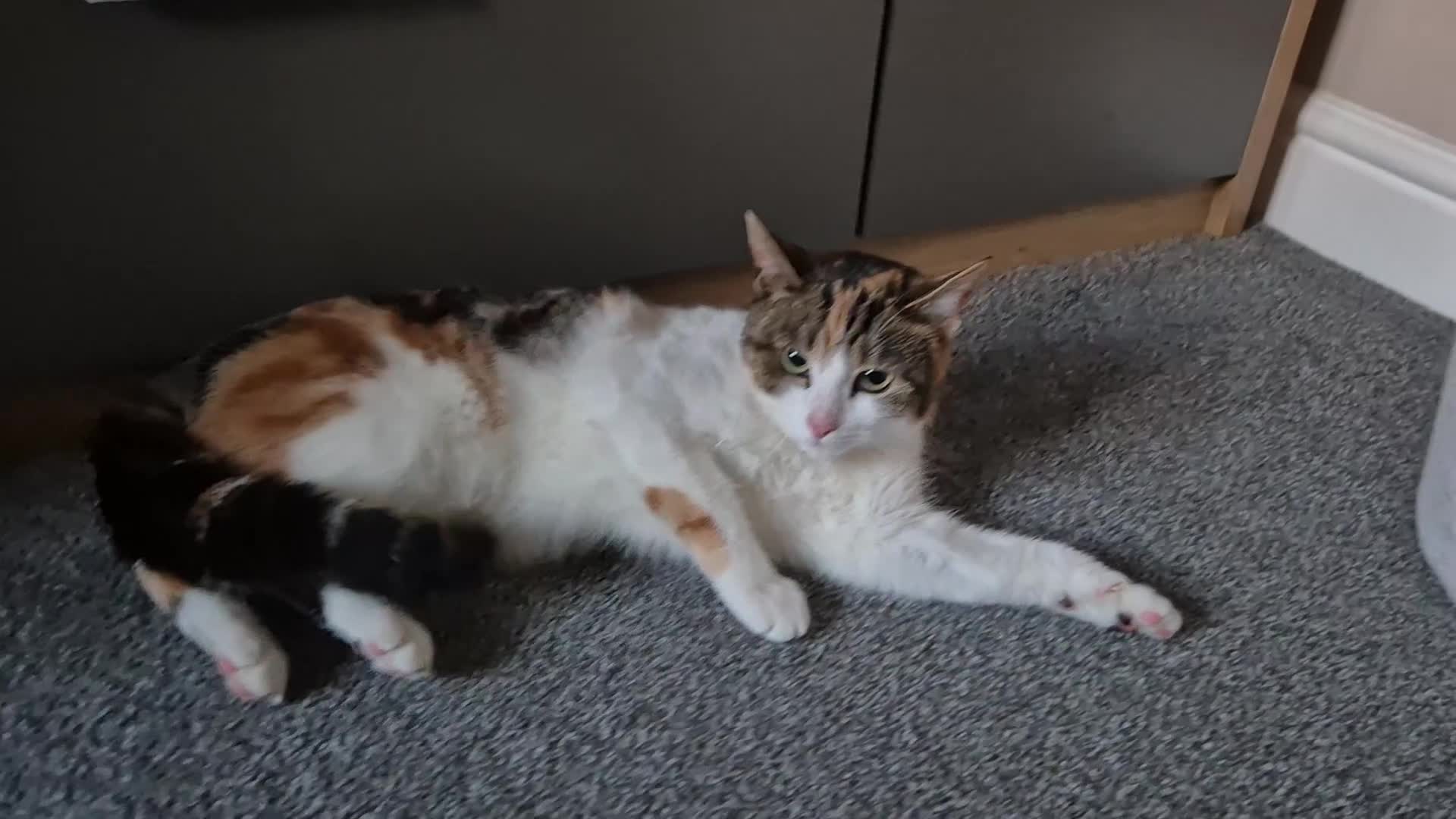 Domestic Shorthair cats for sale: Adorable and Sweet Female Cat - Video 5