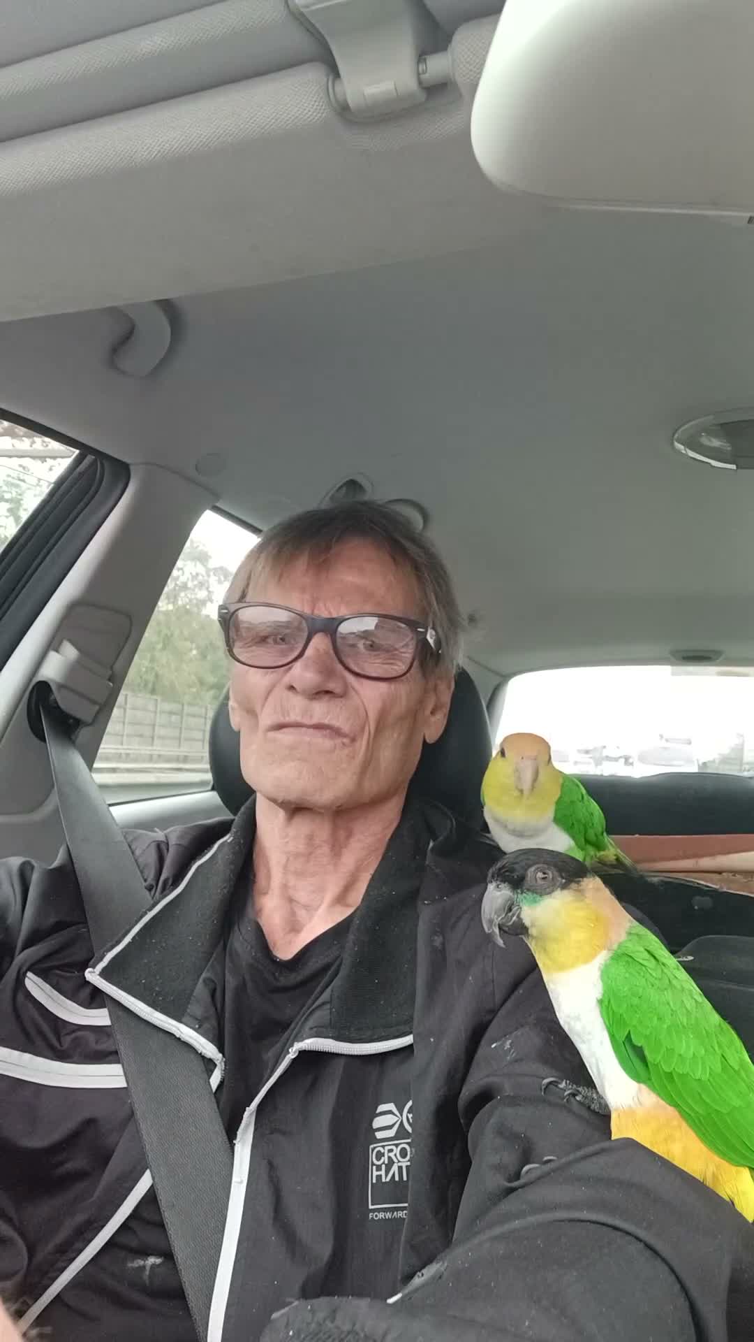 Parrots birds for sale: Caiques hand rearedtrained to go everywhere with y - Video 1