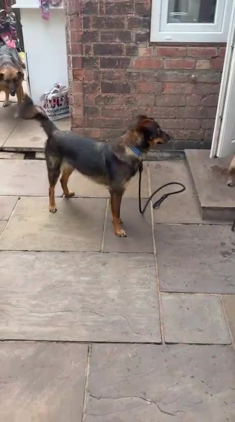Mixed Breed dogs for adoption: 💙MACHO – A GENTLE 1,5 YEARS LOW-MEDIUM BOY - Video 4
