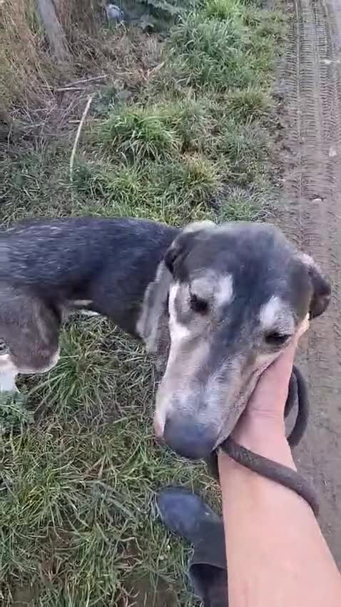 Mixed Breed dogs for adoption: Meet ash ❤️‍🩹 - Video 2