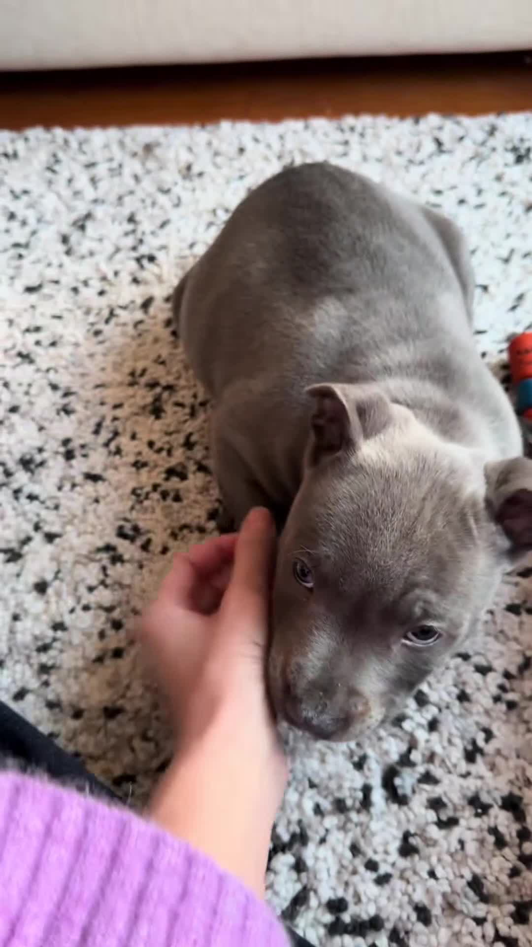 Staffordshire Bull Terrier dogs for sale: Stunning 100% Outstanding Staffy Puppies  - Video 2