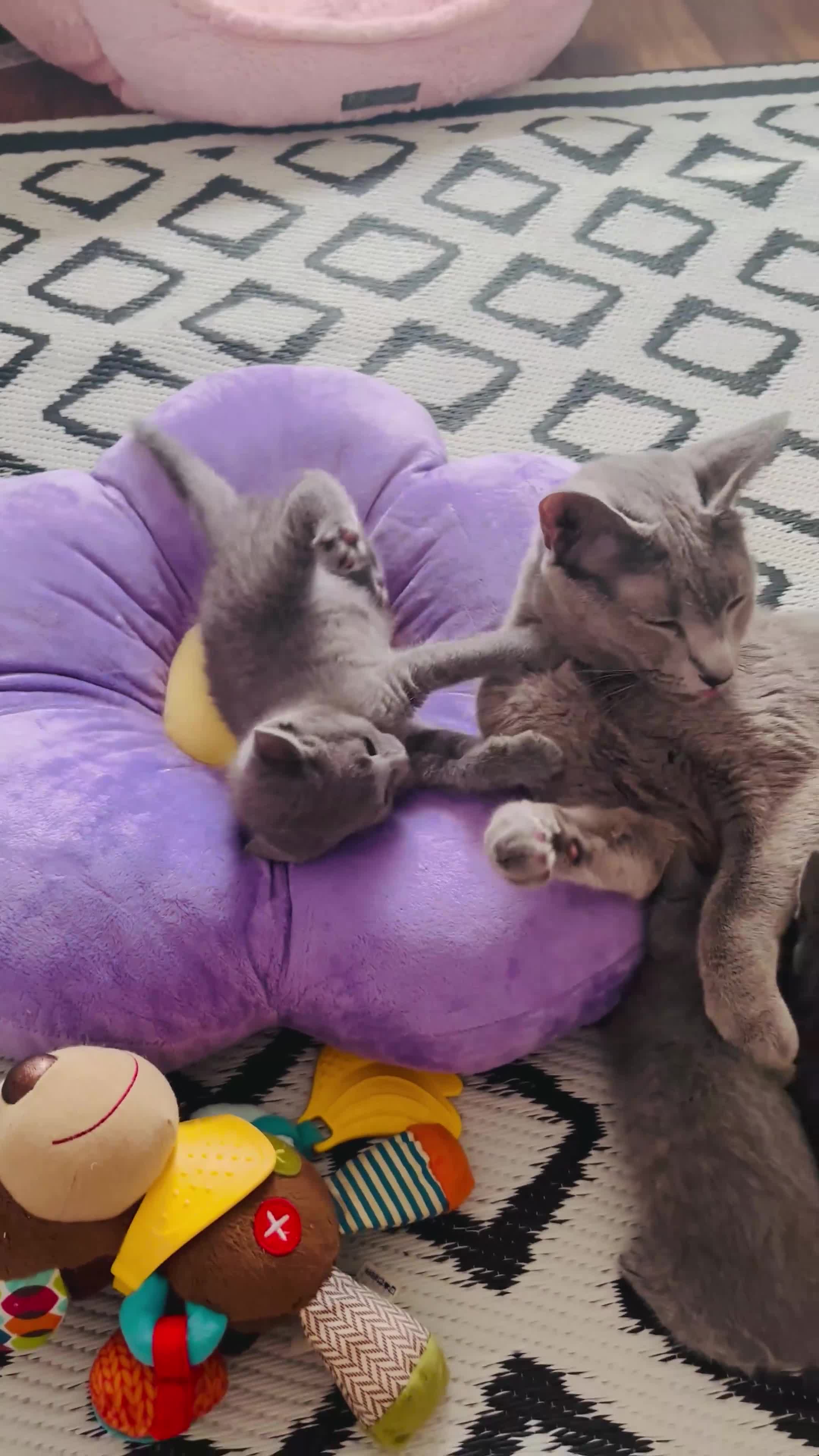 Russian Blue cats for sale: TICA pedigree Russian blue kittens 🐱  - Video 3