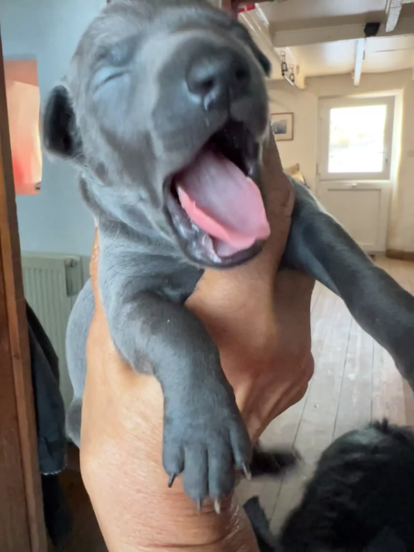 Italian Greyhound dogs for sale:     Italian Greyhound. Babies  - Video 1