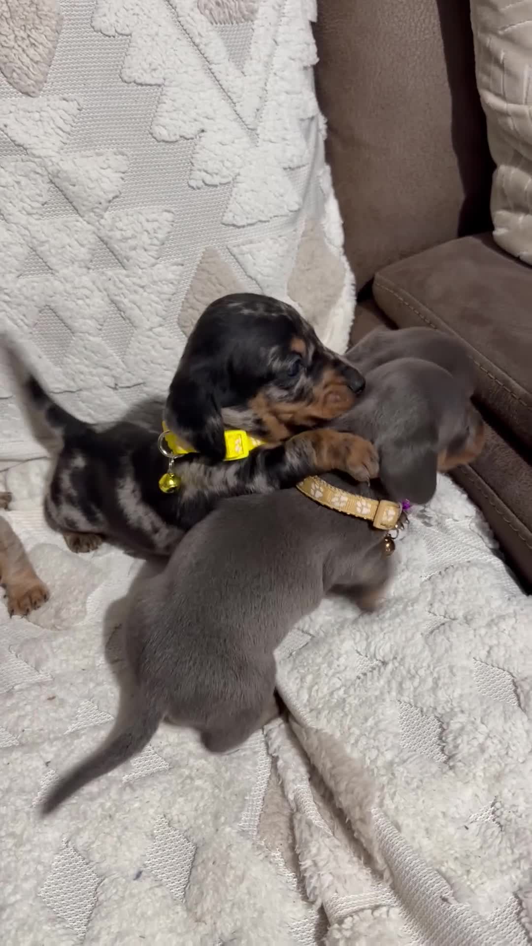 Dachshund dogs for sale: Beautiful dachshund puppies  - Video 1