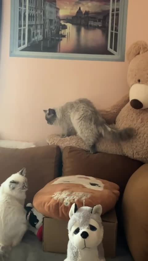 Ragdoll cats for stud: GCCF registered Proven Blue Point stud in London - Video 1