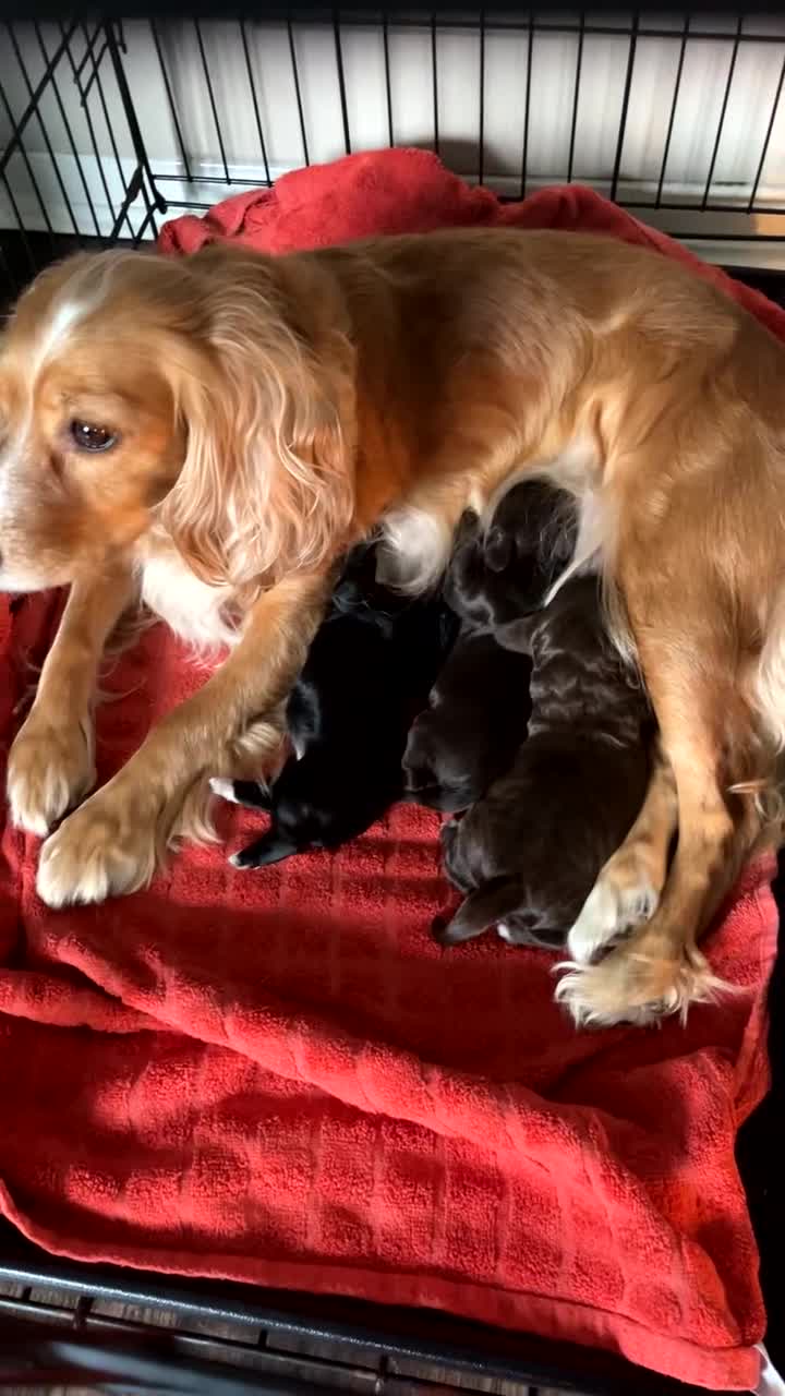 Cocker Spaniel dogs for sale: Beautiful cocker pups - Video 1