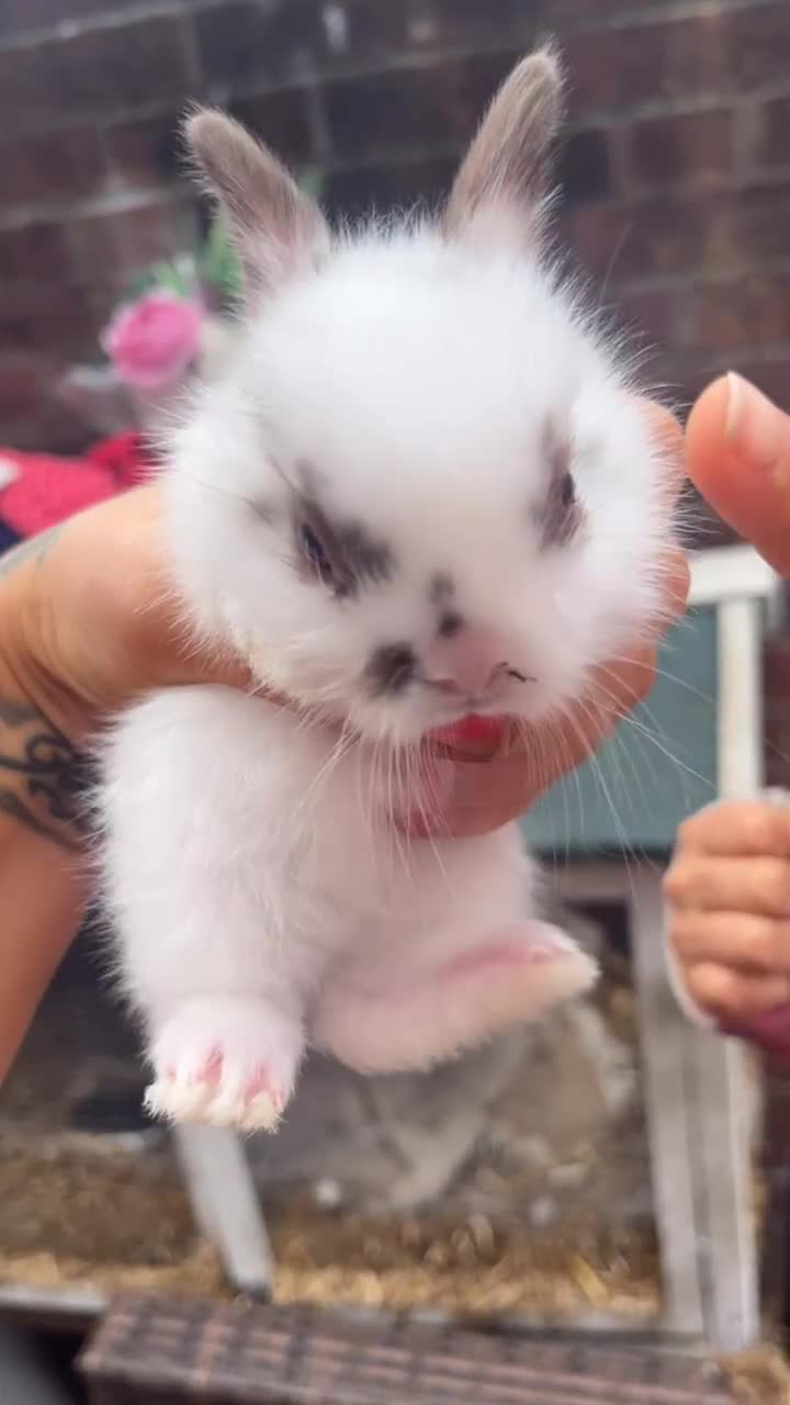 Mixed Breed rabbits for sale: Beautiful black rabbit and brown and white  - Video 3