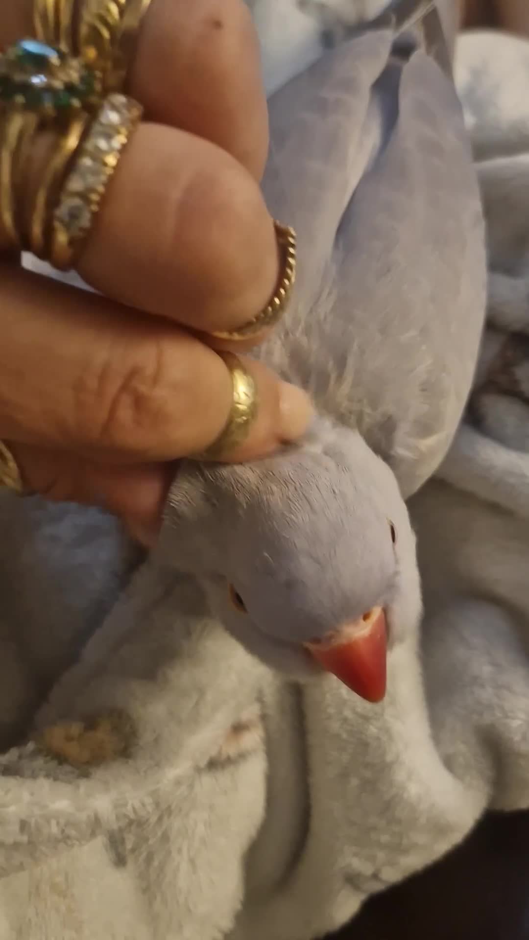 Ringnecks birds for sale: Silly Tame Indian Ringneck 2024 - Video 1