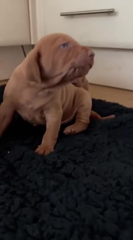 Hungarian Vizsla dogs for sale: Exceptional kc Hungarian viszla pups. NOW READY - Video 1