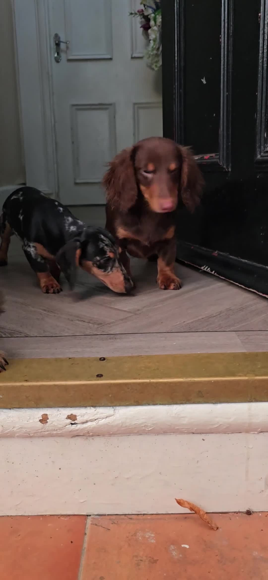 Miniature Dachshund dogs for sale: Last Boy CHOCOLATE and TAN Solid Miniature Dash - Video 1
