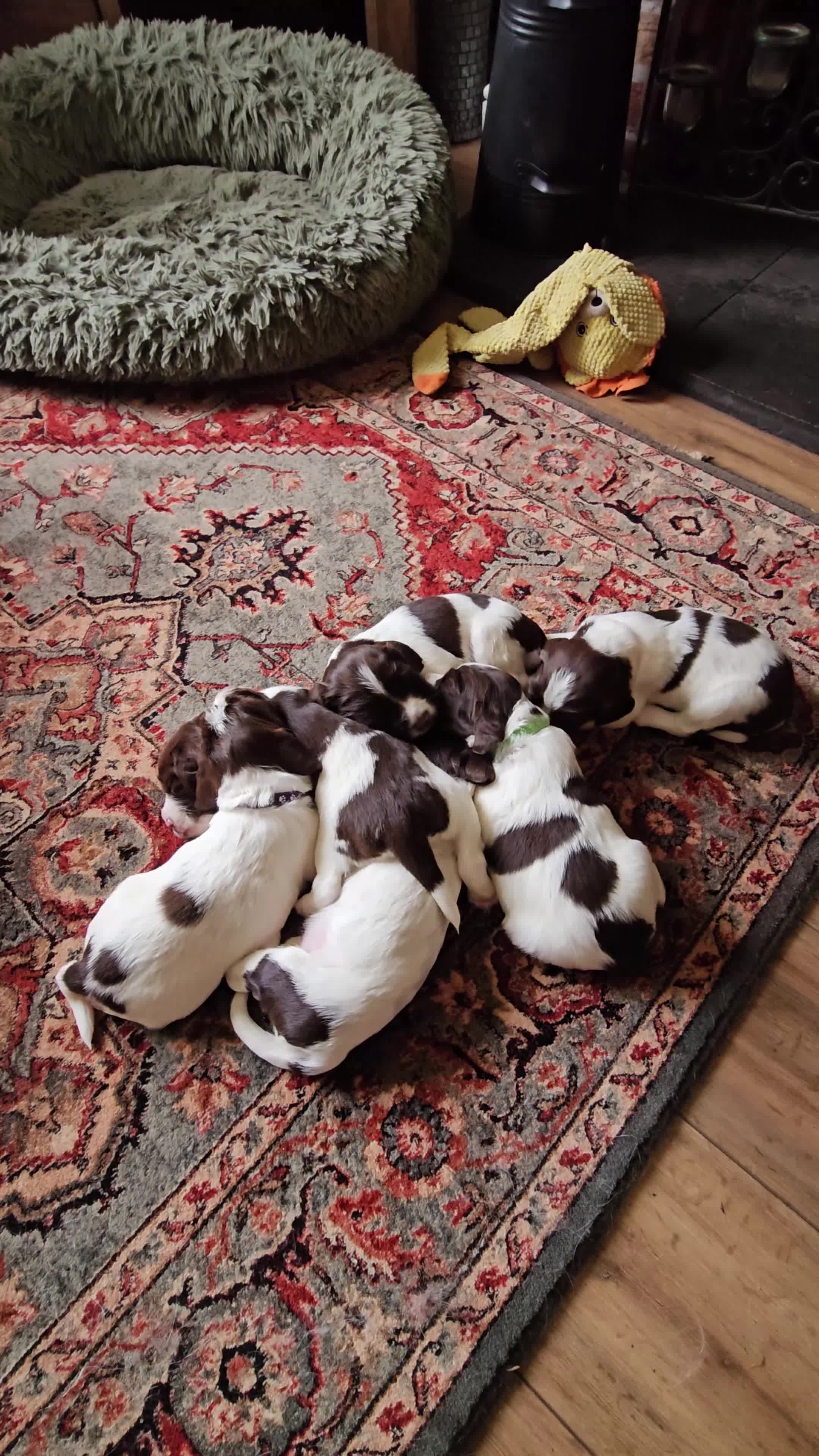 English Springer Spaniel dogs for sale: KC reg Springers, all bitch's - Video 2