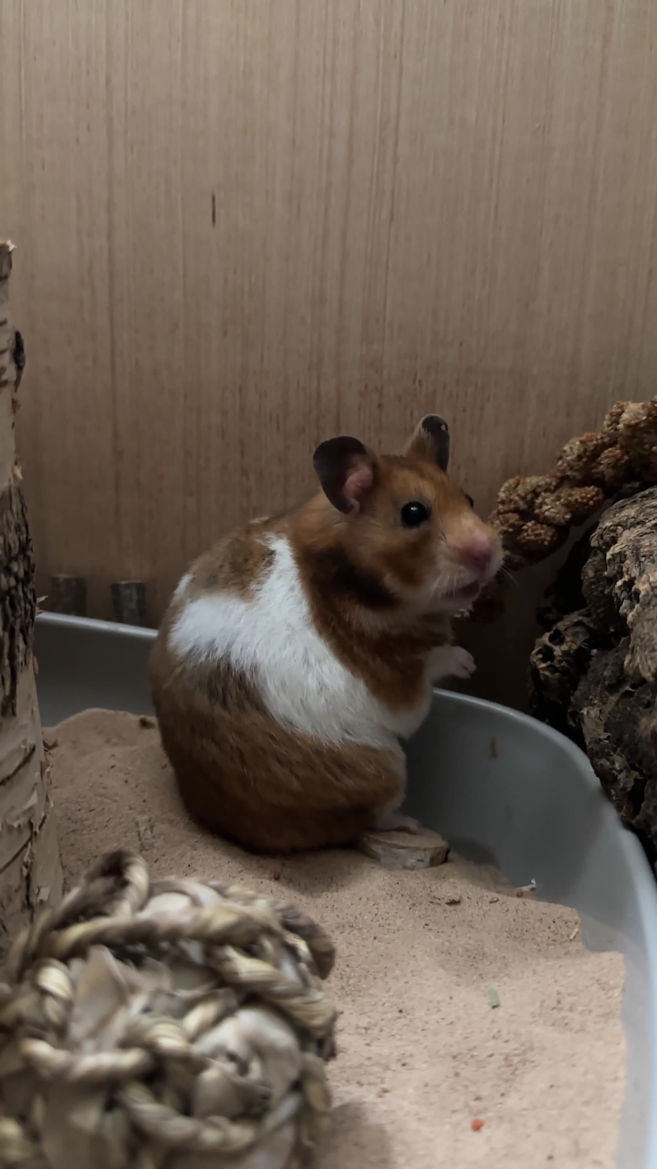Hamster rodents for sale: Female Syrian hamster  in Manchester - Video 1