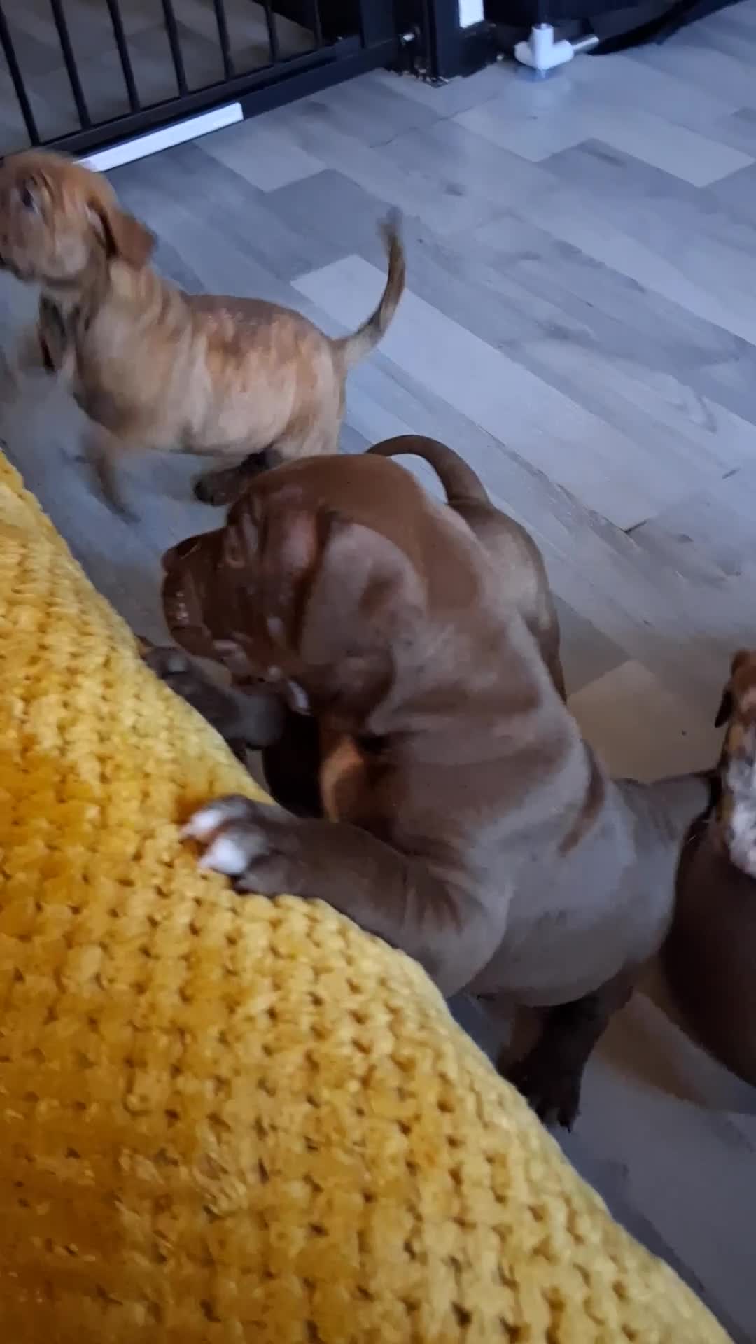 Mixed Breed dogs for sale: American bull staffy cross cross presa canario - Video 2