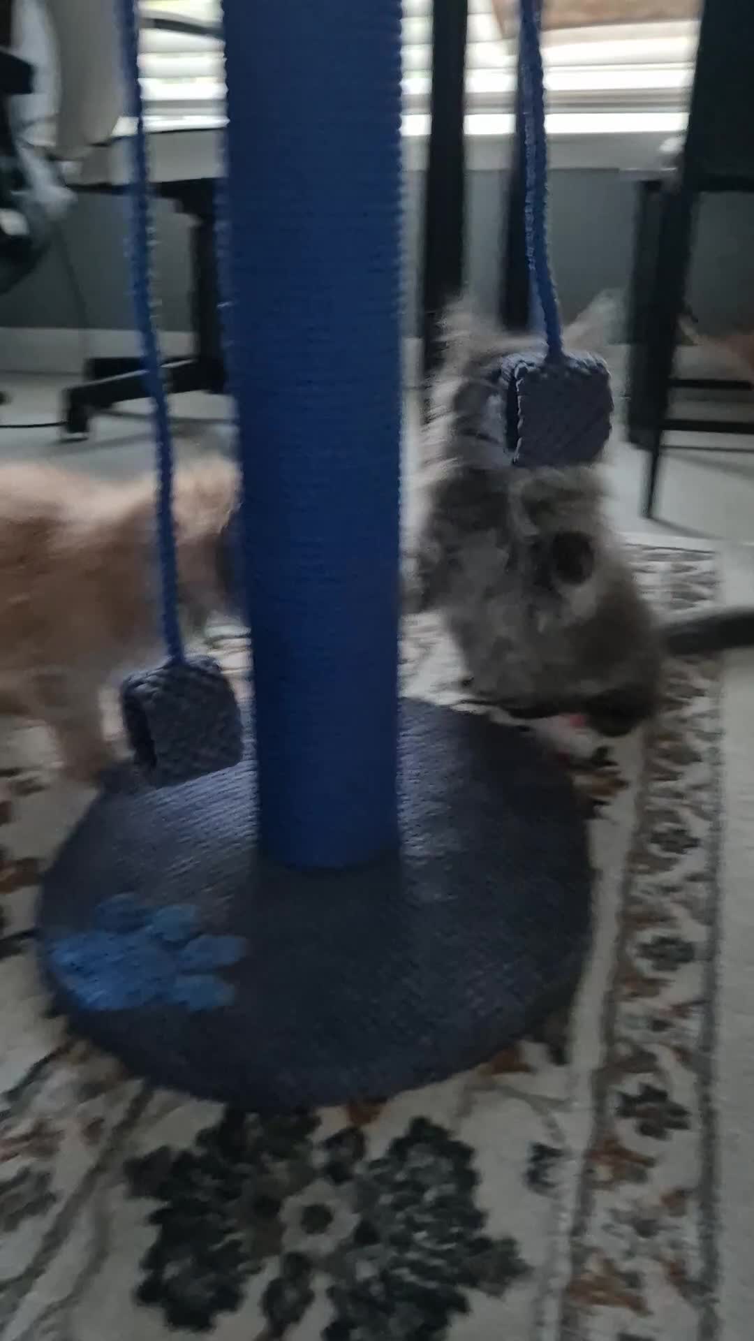 Maine Coon cats for sale: Maine Coon kittens Glasgow  - Video 1