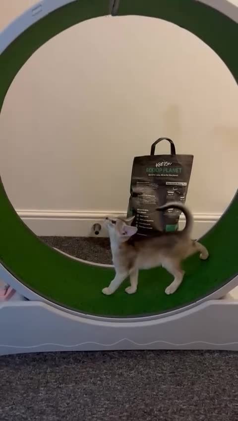 Abyssinian cats for sale: GCCF registered beautiful Abyssinian kittens - Video 1
