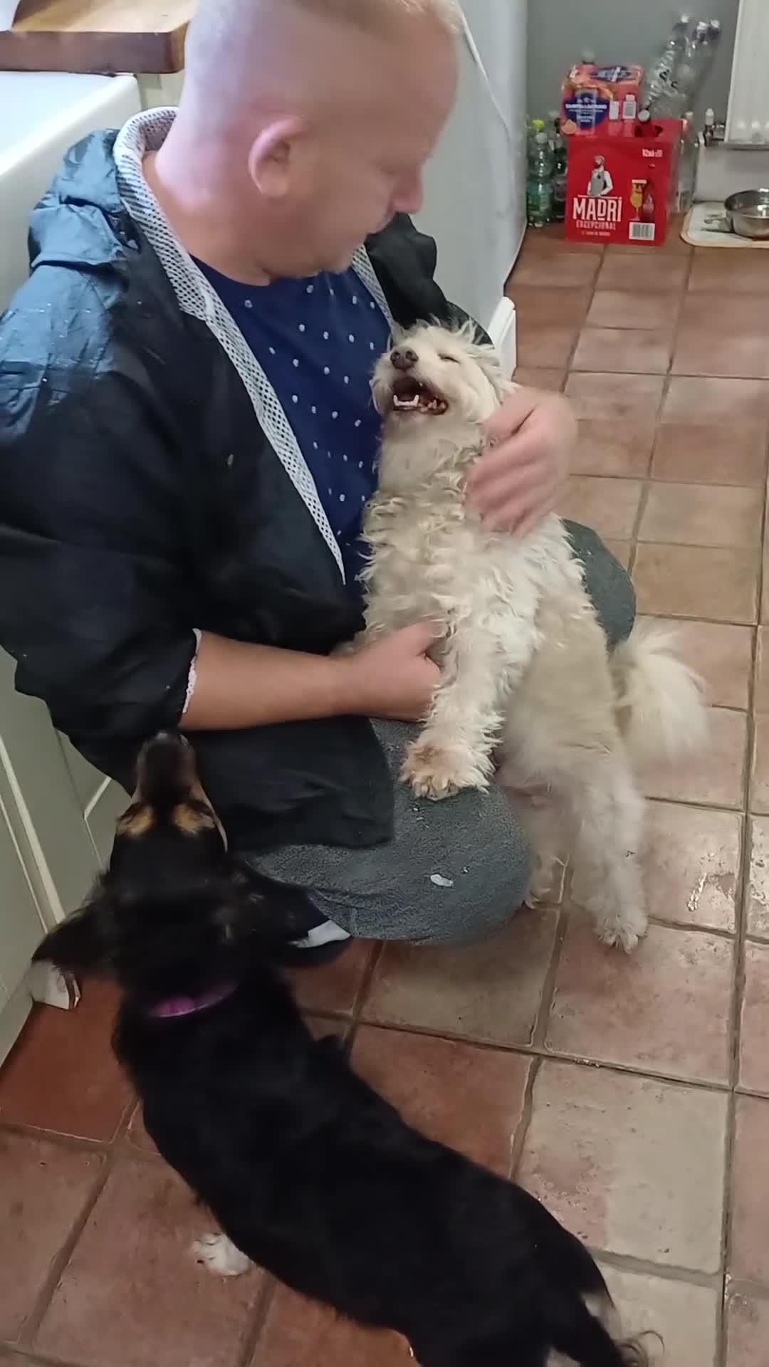 Bichon Frise dogs for adoption: WALLACE 🌟 a Sensitive boy for a Safe, Loving Home in Nottingham - Video 2