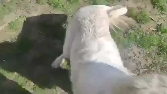 English Setter dogs for adoption: BRUNO - Video 1