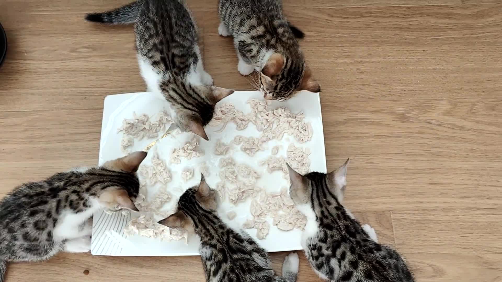 Mixed Breed cats for sale: Bengal mix kittens - Video 1