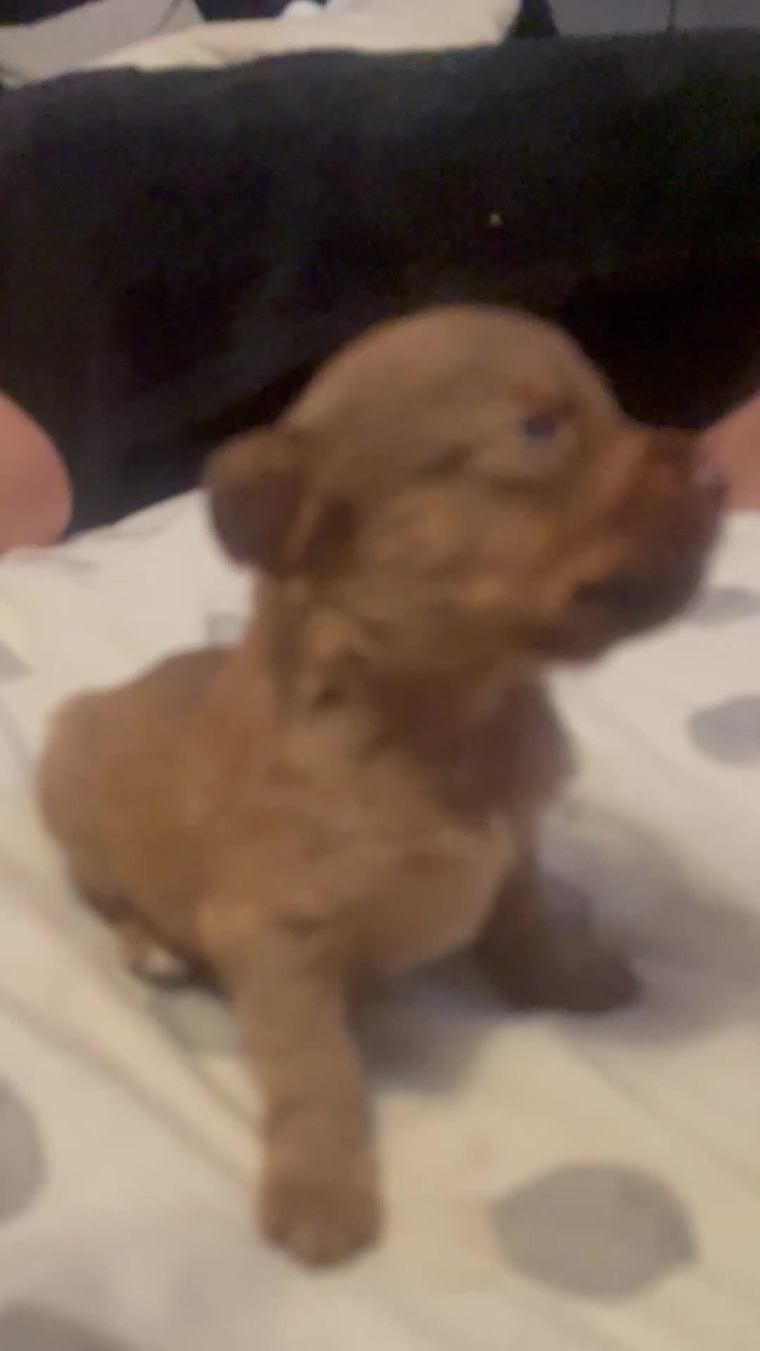 Mixed Breed dogs for sale: Cockapoo cross pups - Video 1