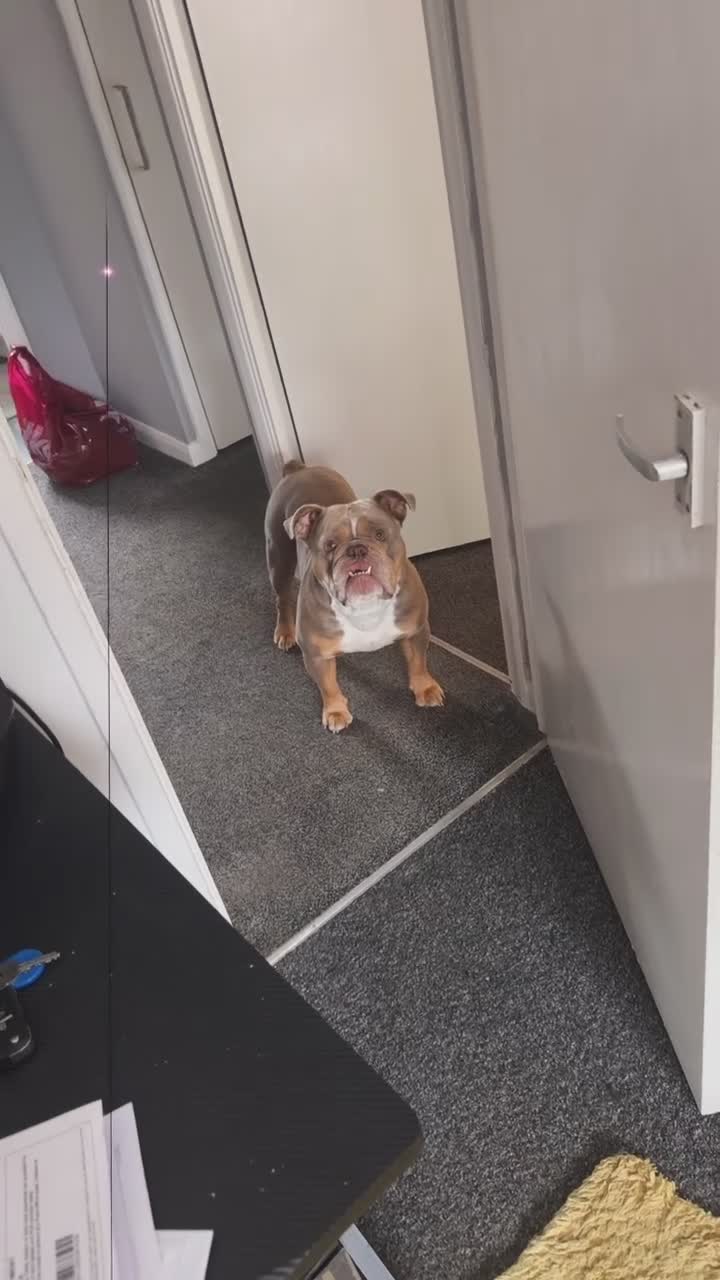 Olde English Bulldogge dogs for stud: Lilac tri Olde English bulldog for stud  - Video 1