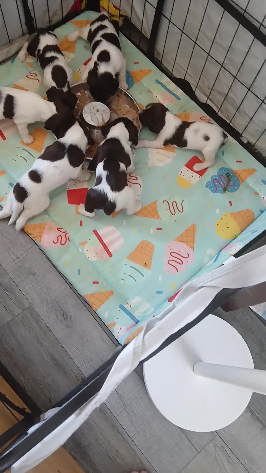 English Springer Spaniel dogs for sale: Springer spaniel - Video 1