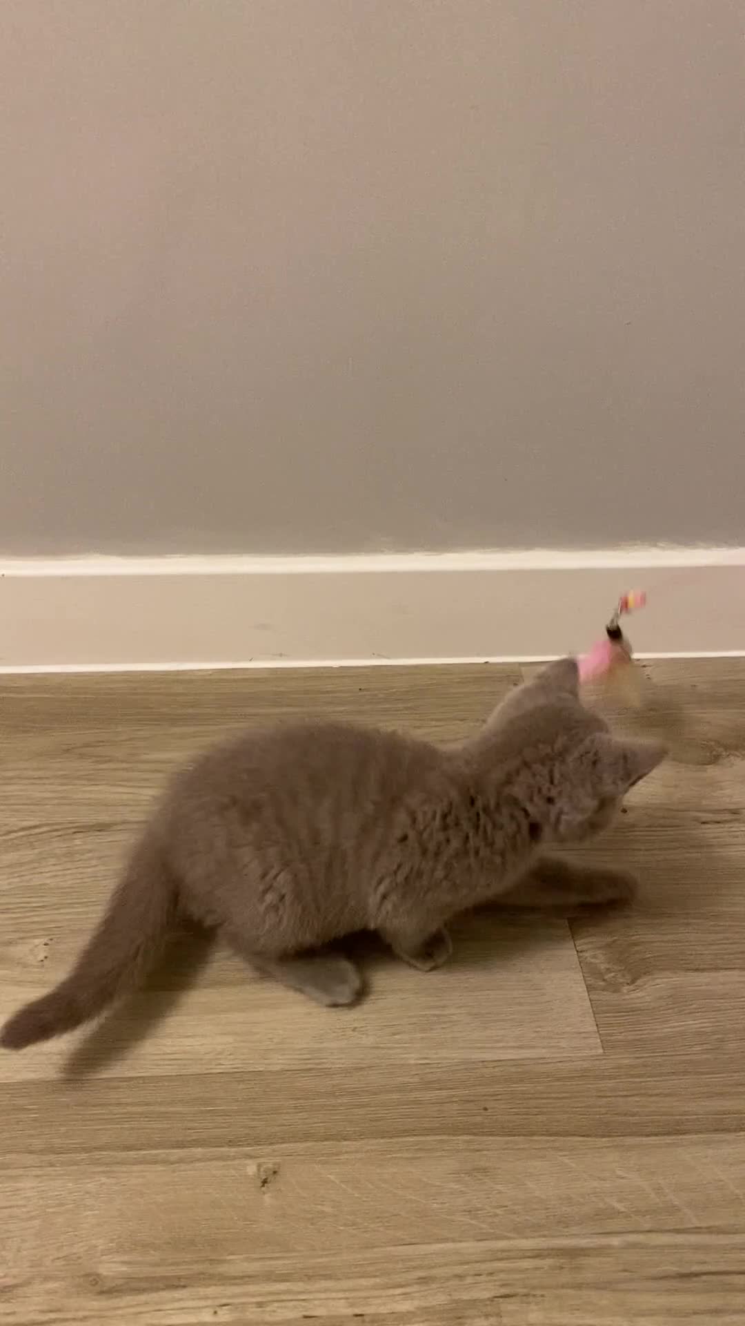 British Shorthair cats for sale: ✨beautiful lilac male British shorthair kitten✨ - Video 1
