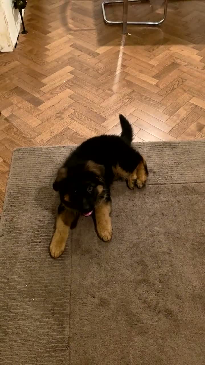 German Shepherd dogs for sale: Long hair German Shepherd puppy full health tests - Video 4