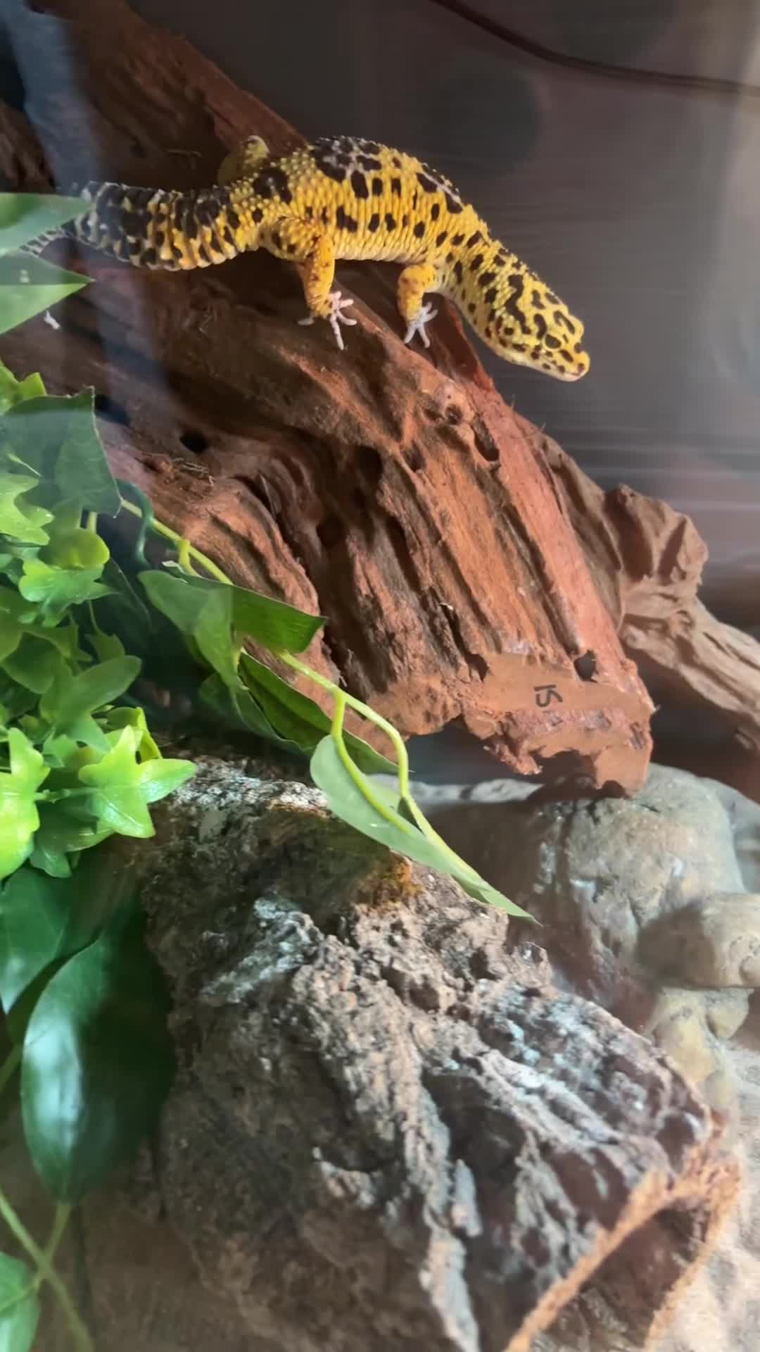 Gecko reptiles for sale: Friendly Leopard Gecko with Full Vivarium Setup  - Video 2