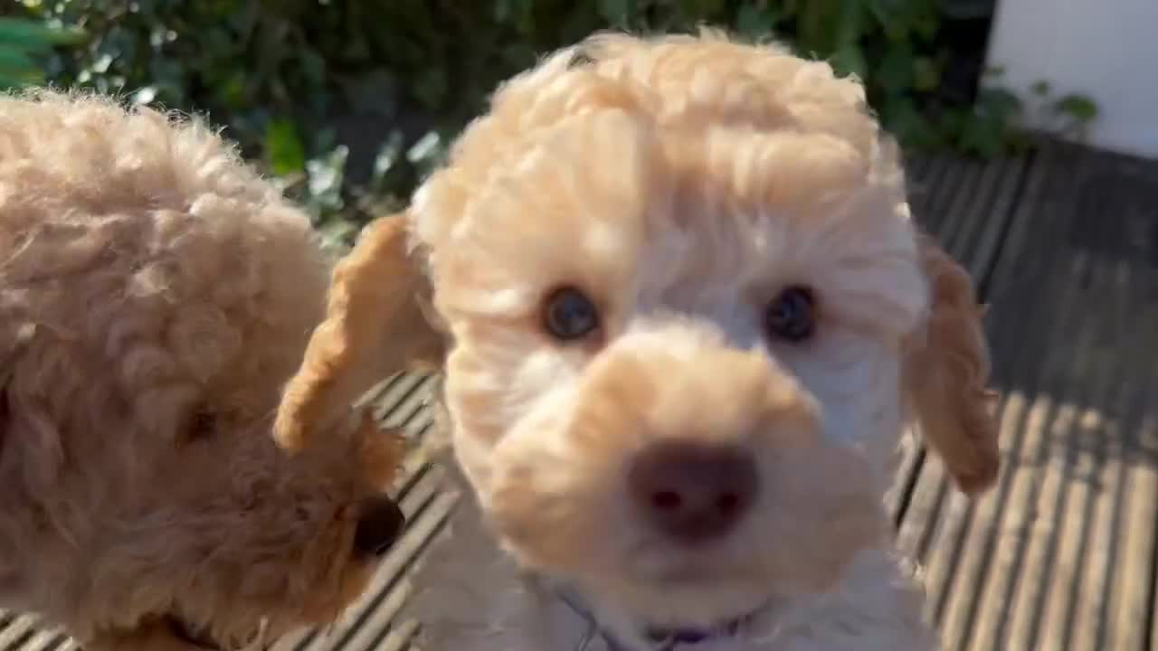 Toy Poodle dogs for sale: KC Registered Pedigree Toy Poodle Boy Ready Now - Video 2