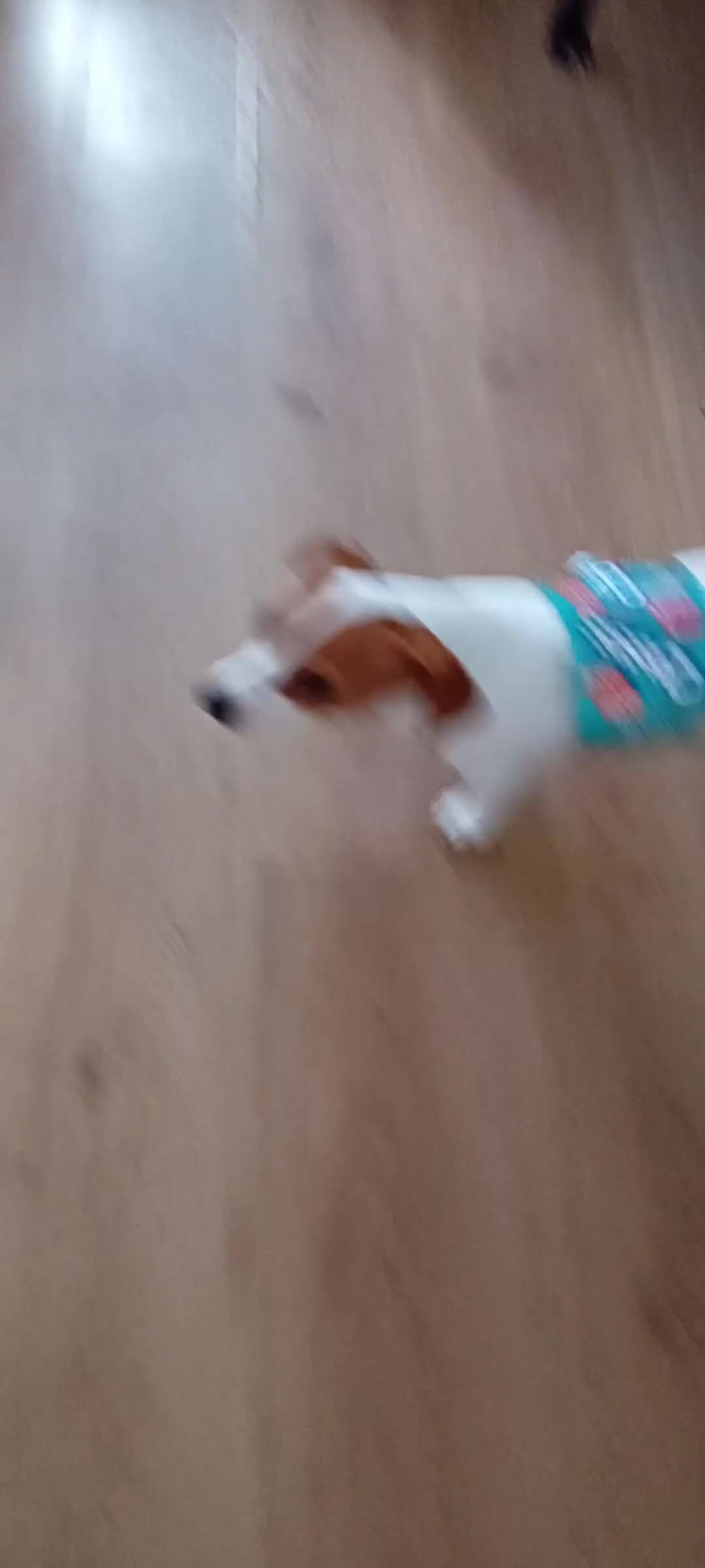 Jack Russell dogs for sale: Mia and bentley in Stoke-on-Trent - Video 1