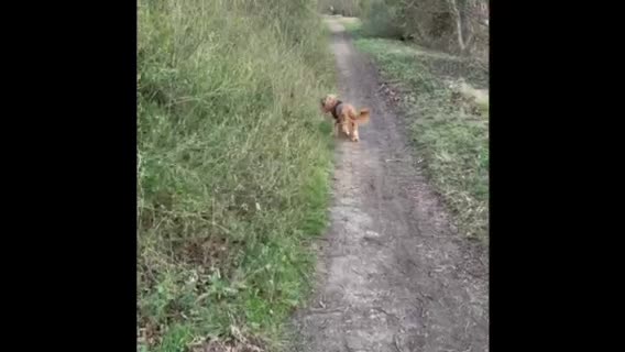 Cocker Spaniel dogs for stud: SHOW COCKER awaiting stud duties in Lincoln - Video 1