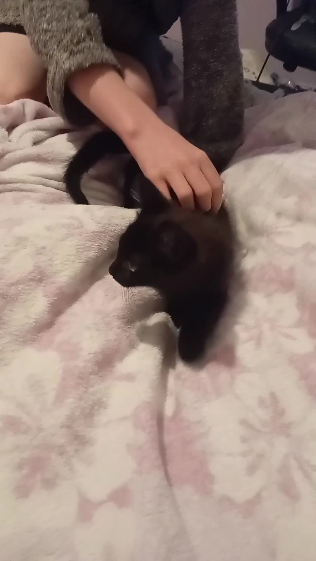 Mixed Breed cats for sale: Pure black male kitten - Video 1