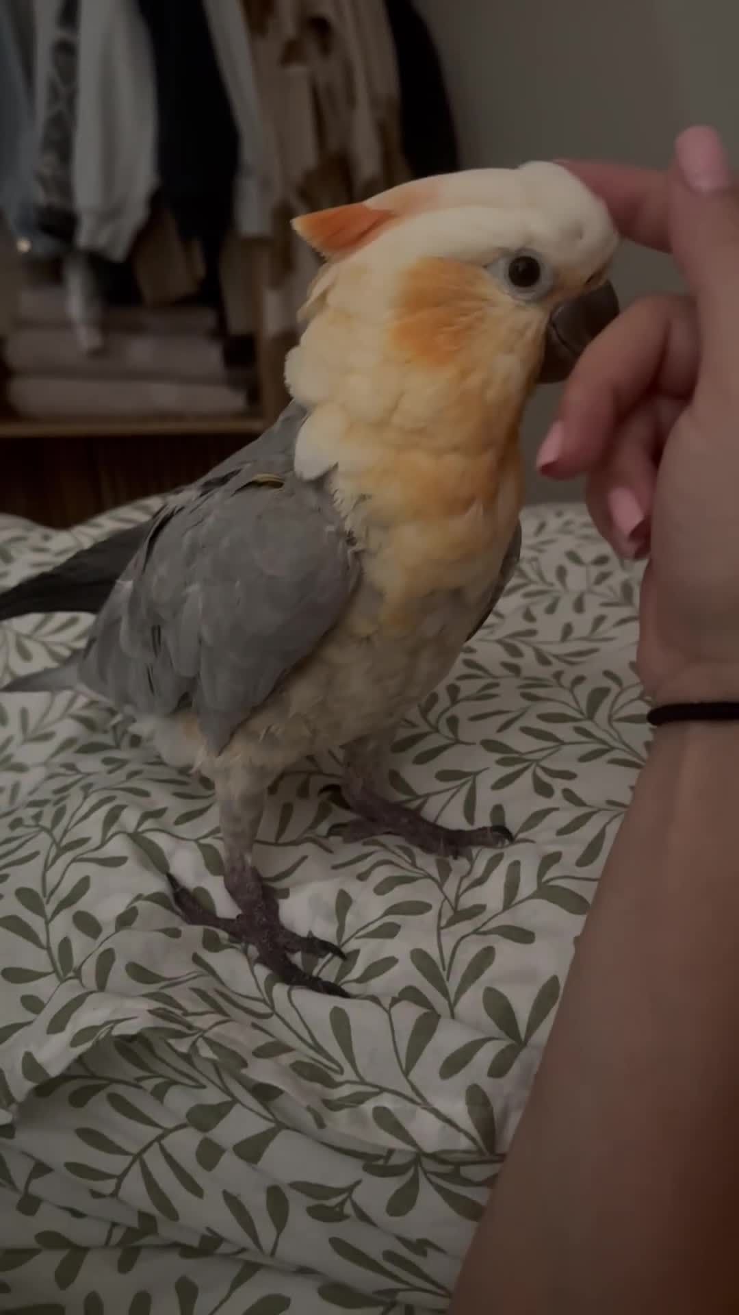 Cockatoo birds for sale: Cockatoo/Gala - Video 1