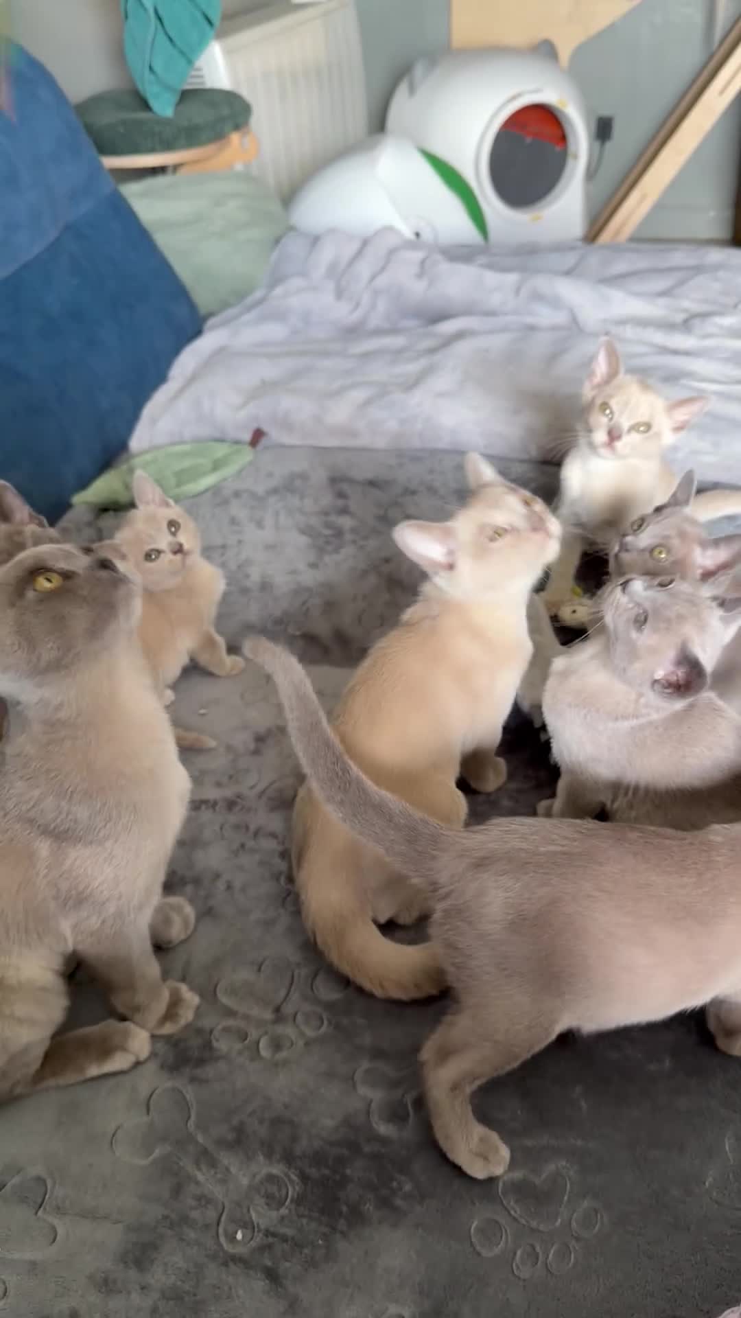 Burmese cats for sale: Lovely blue Burmese girls  in Edinburgh - Video 1