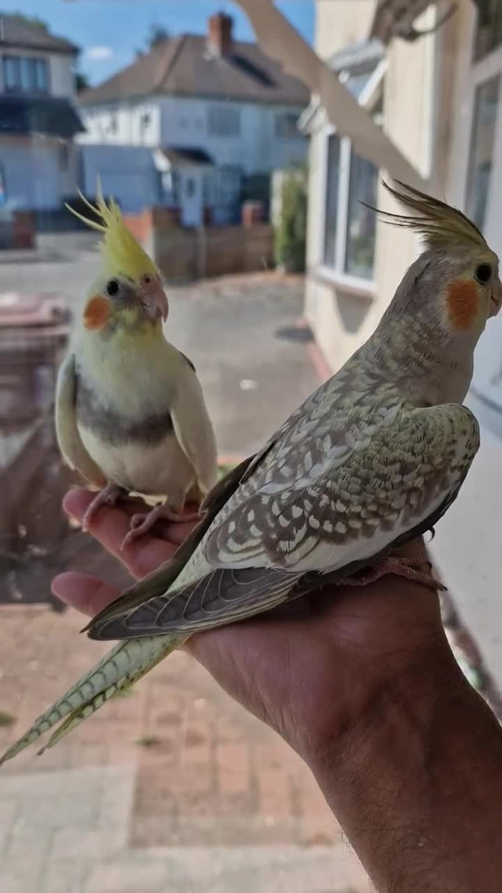 Cockatiels birds for sale: Super silly tamed baby cockatiels  - Video 2