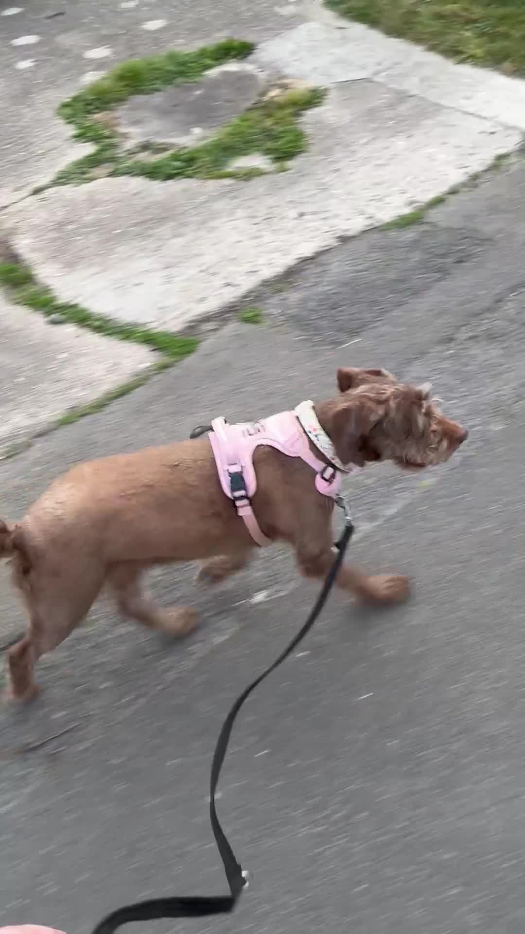 Mixed Breed dogs for sale: Dobby mixed breed female  - Video 2