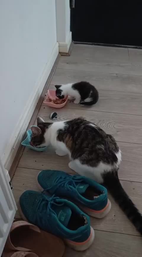 Mixed Breed cats for sale: Gorgeous male kitten, full of personality! - Video 3