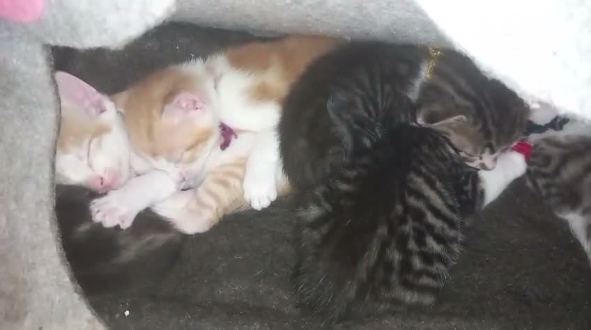 Mixed Breed cats for sale: Adorable Kittens looking for their Forever Home - Video 1