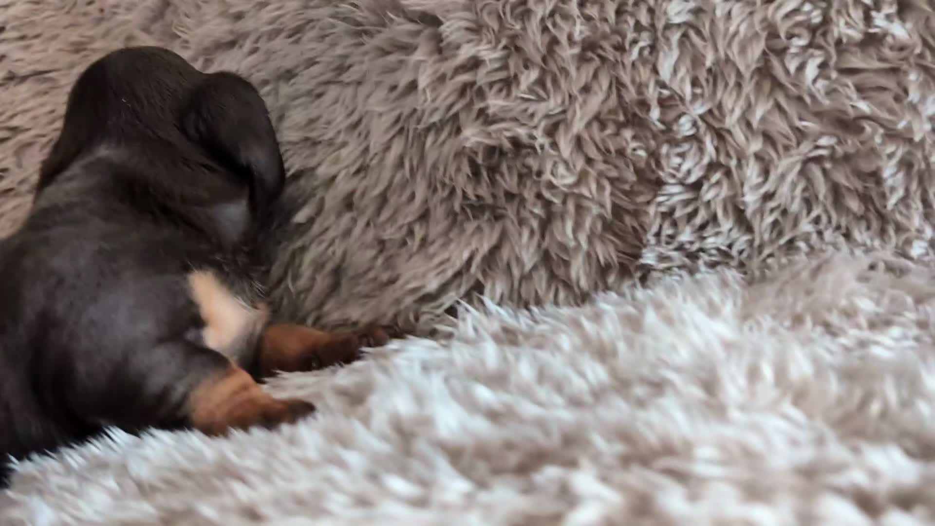 Miniature Dachshund dogs for sale: Beautiful Mini Daschounds Babies For Sale - Video 1
