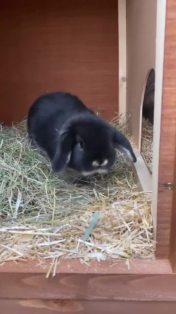 Mini Lop rabbits for sale: MINI LOP BUNNIES - PEDIGREE  in Ilminster - Video 5