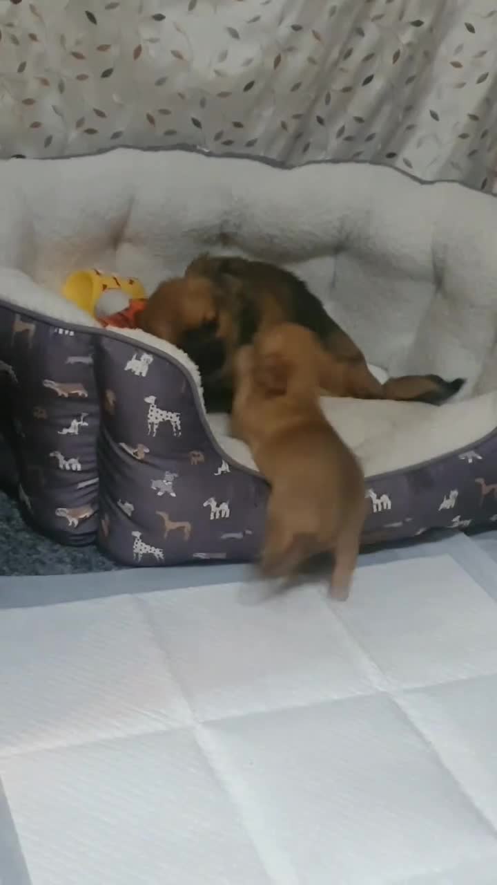 Mixed Breed dogs for sale: Looking for new lap  - Video 1